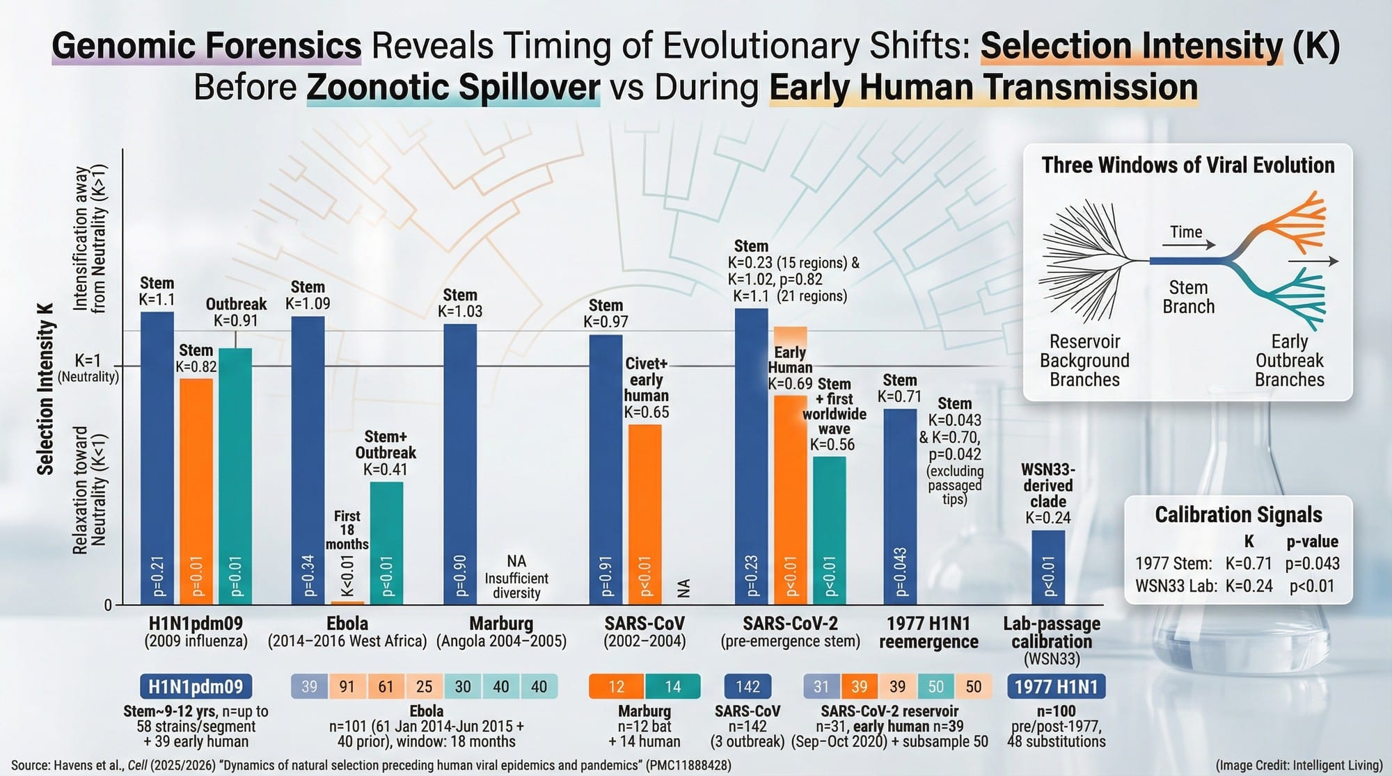 A high-data visualization comparing selection intensity (K) before spillover versus during early human transmission across multiple outbreaks, showing how genomic forensics reveals timing of evolutionary shifts.