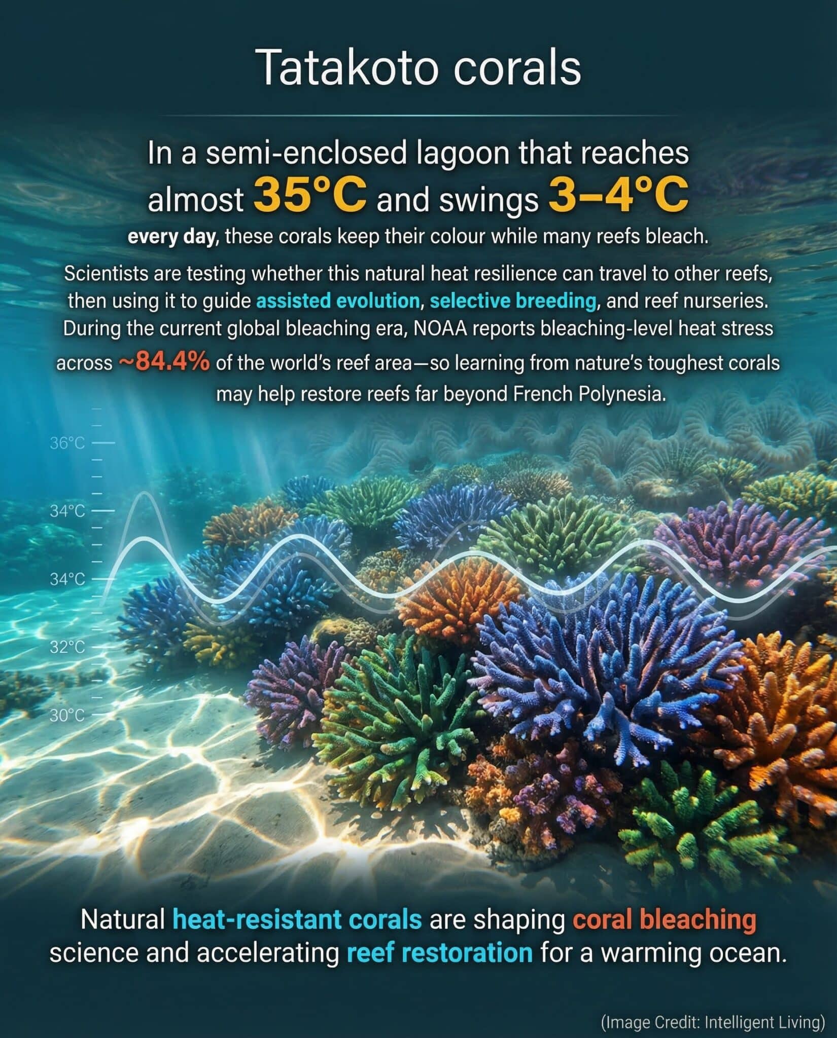 A vibrant reef thriving in hot shallow lagoon water with bold explanatory meme text about heat-resistant corals informing reef restoration science.