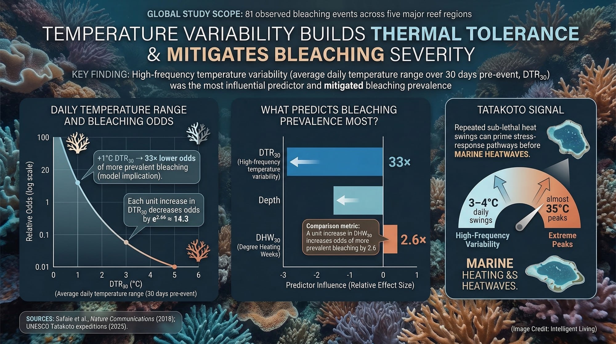A science-forward graphic showing how daily temperature variability can reduce bleaching severity odds, with Tatakoto highlighted as an extreme example.