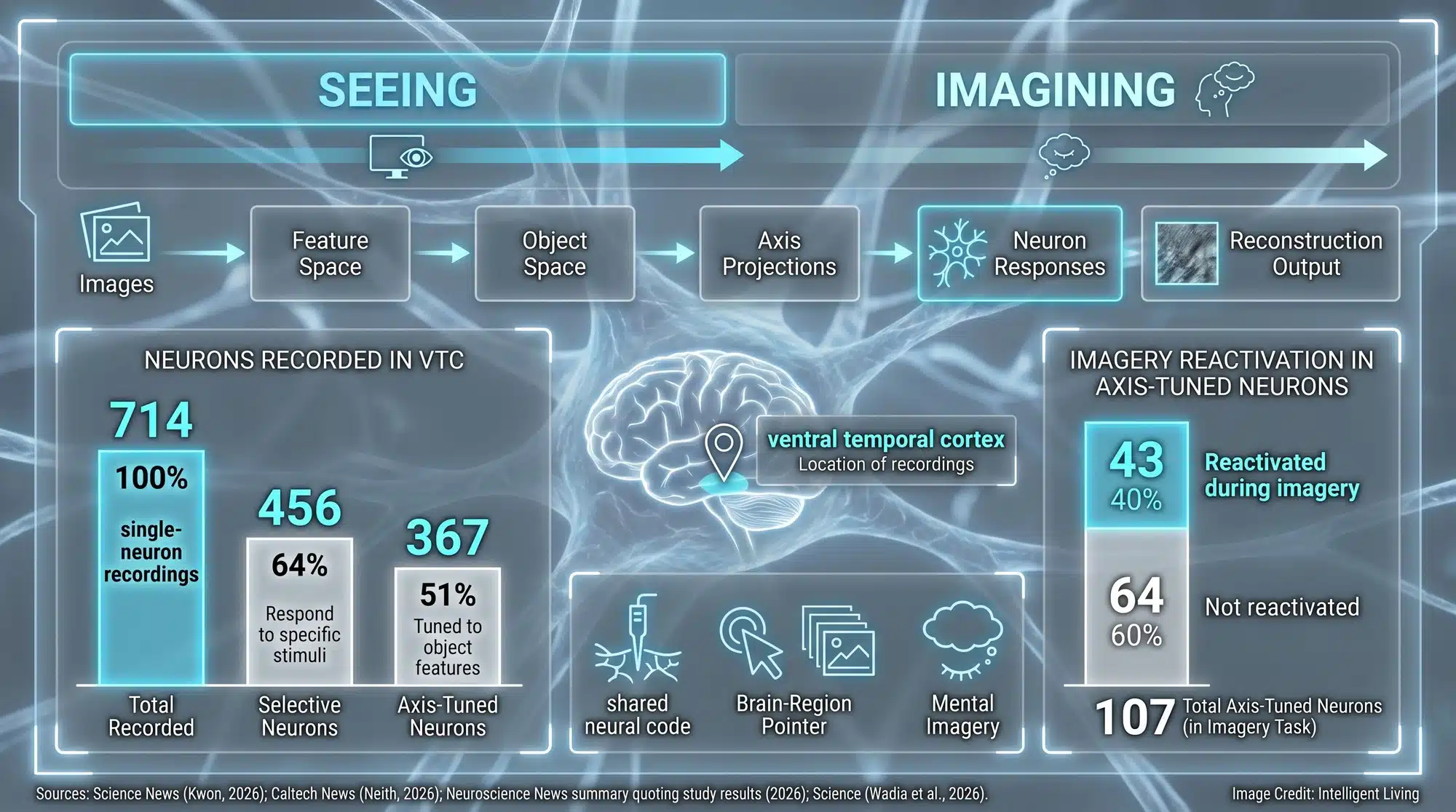 Data-rich diagram showing epilepsy patients viewing images and later imagining them while single neurons are recorded in the ventral temporal cortex, with a timeline and key counts.
