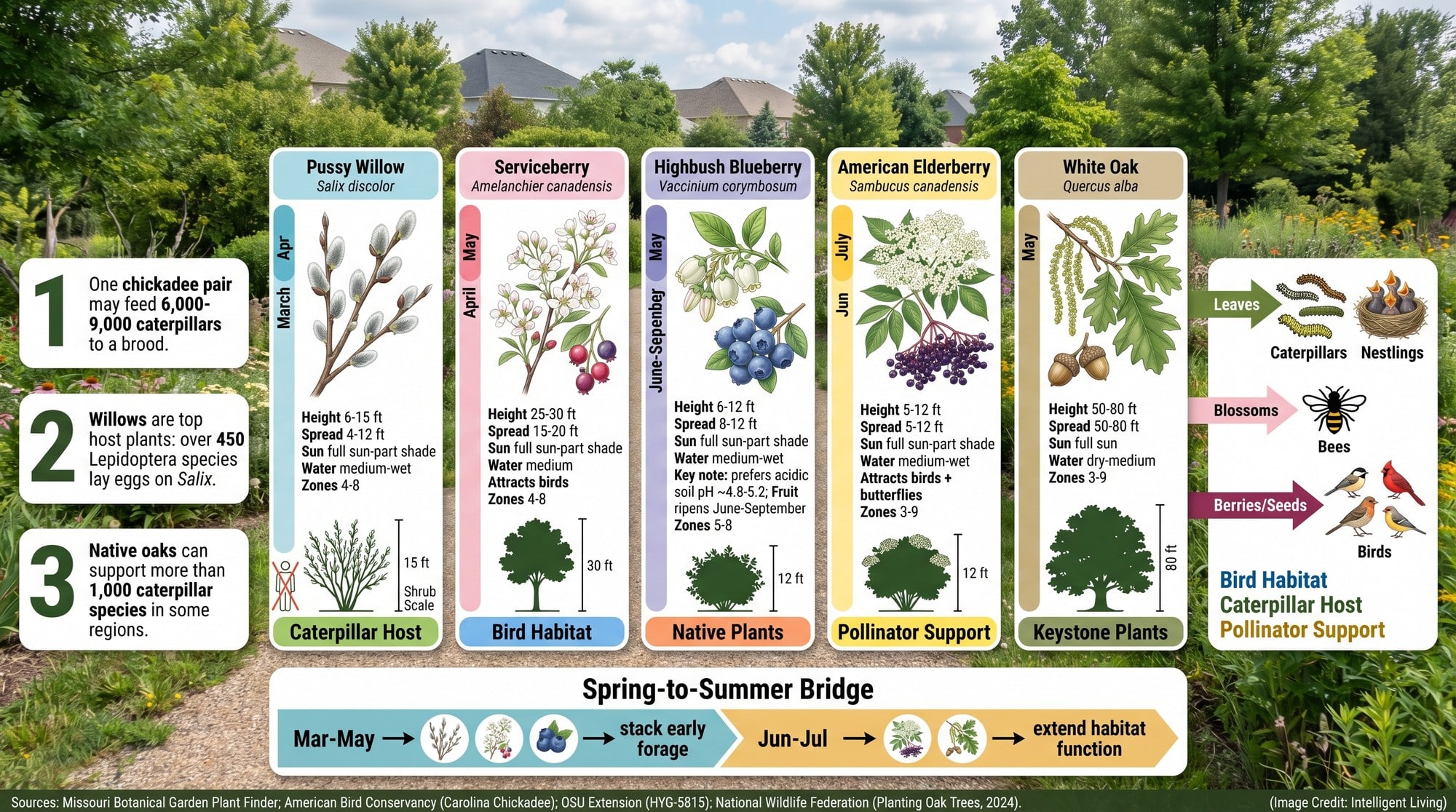 A comparison graphic showing five keystone shrubs and trees with bloom timing, size, and food-web impact data for birds and insects.