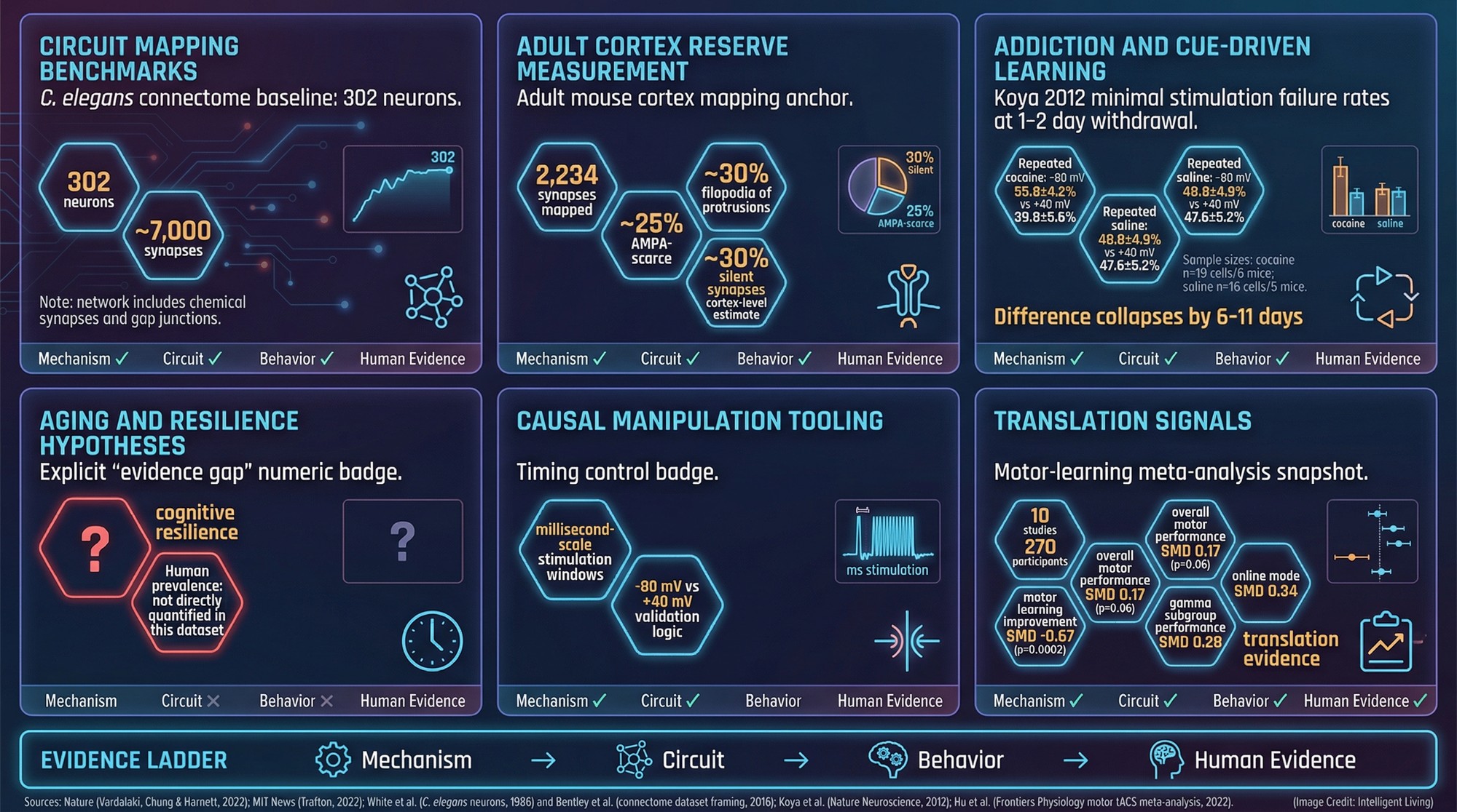 A structured evidence-map graphic showing six adult plasticity research domains with numeric study metrics and circuit examples, including silent synapse reserve, connectomics, addiction circuitry, and translation methods.