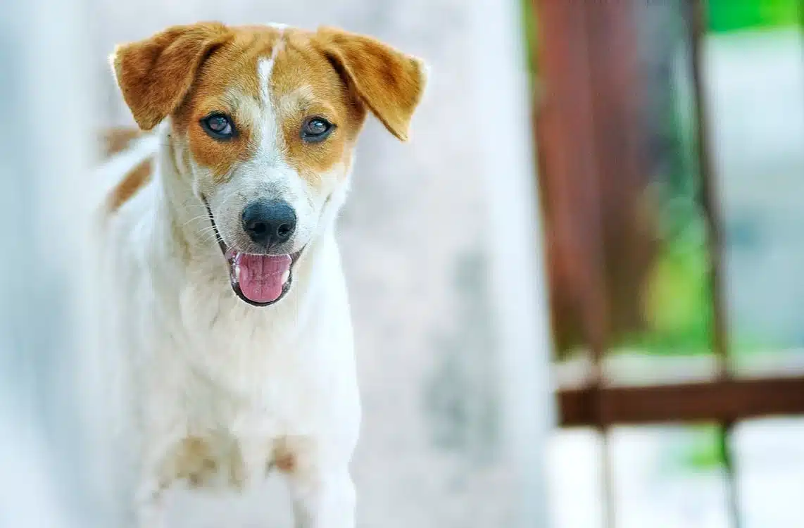 A smiling dog with brown ears and white fur looks directly at the camera with its tongue out.