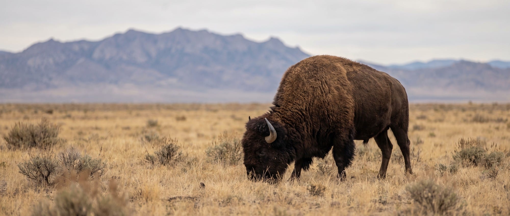 Single American bison bull standing on dry Chihuahuan Desert grassland in Coahuila Mexico