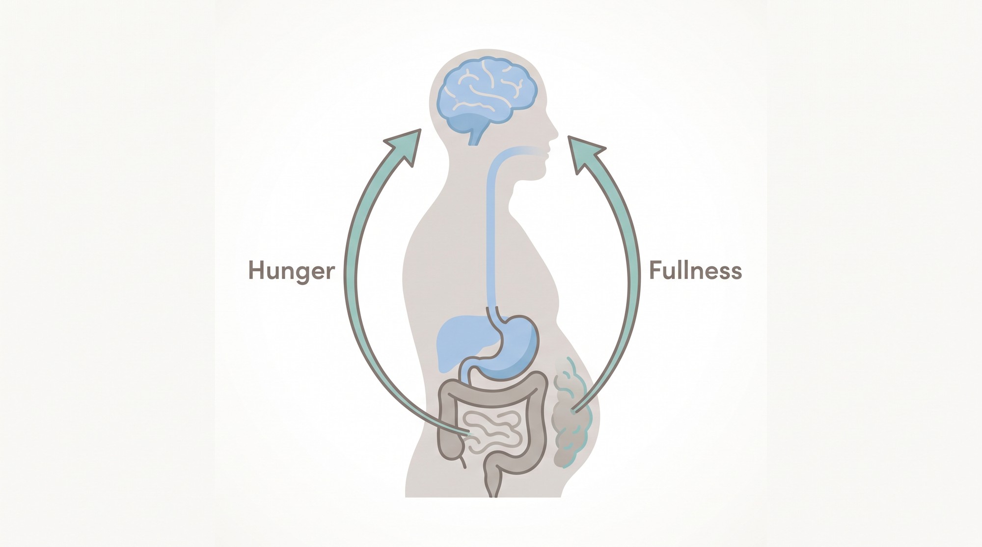 Illustration of the body's appetite regulation showing hunger and fullness signalling to the brain