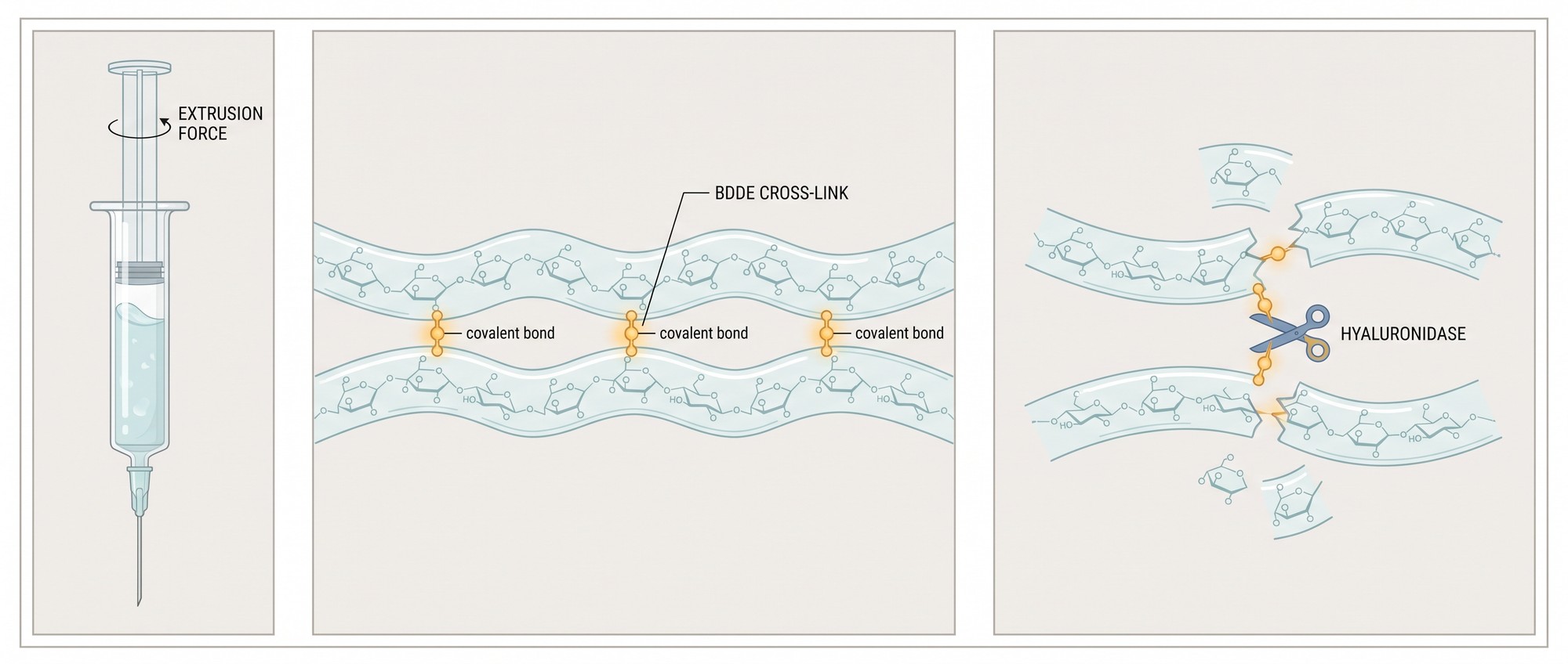 Illustration of BDDE covalent cross-links bridging hyaluronic acid chains in a filler gel and their enzymatic breakdown
