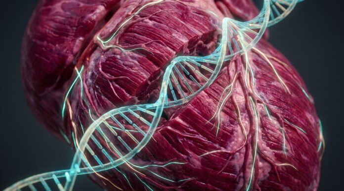 Conceptual rendering of heart muscle tissue with a DNA double helix woven through the fibers