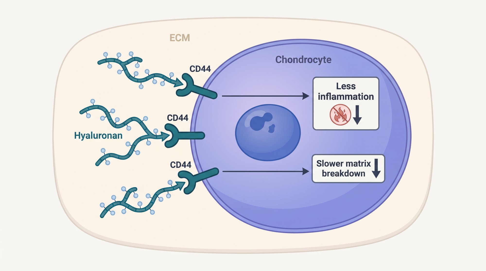 Diagram of a chondrocyte with hyaluronan chains binding to CD44 receptors on its surface and signaling reduced inflammatory and cartilage-degrading activity