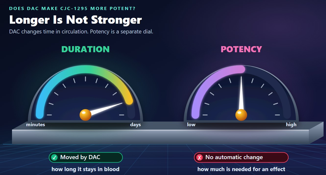 An infographic contrasting duration and potency, showing that DAC extends circulation time but does not automatically change potency.