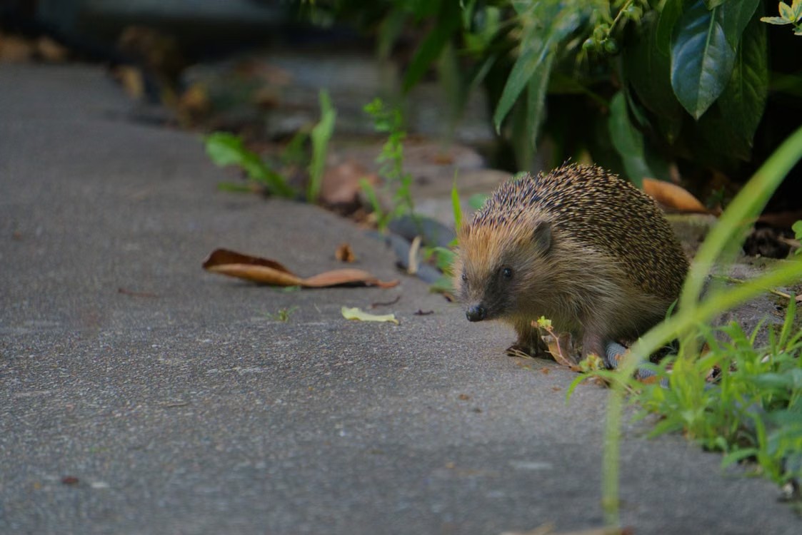A small hedgehog walking along a concrete pathway next to a garden bed.