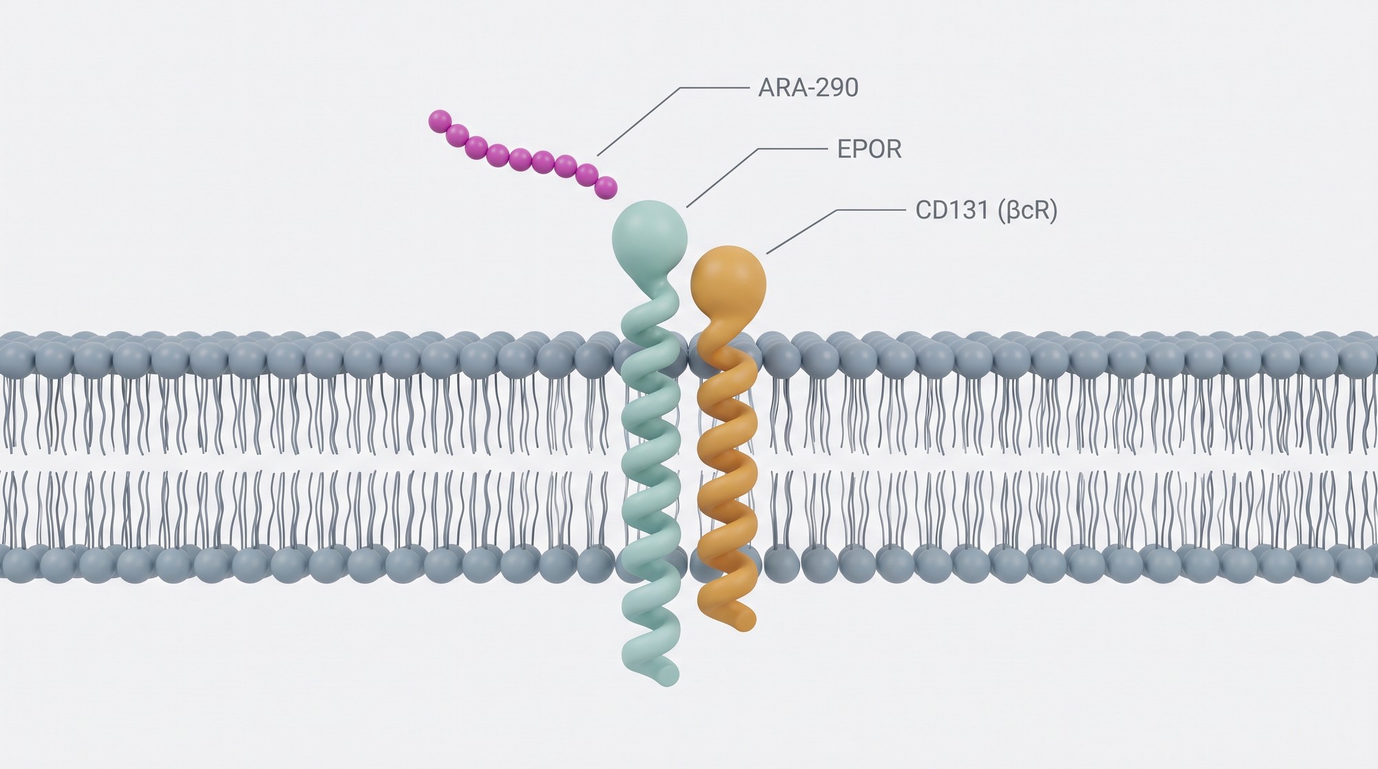 Diagram showing a short ARA-290 peptide above a receptor built from EPOR and CD131 subunits in a cell membrane