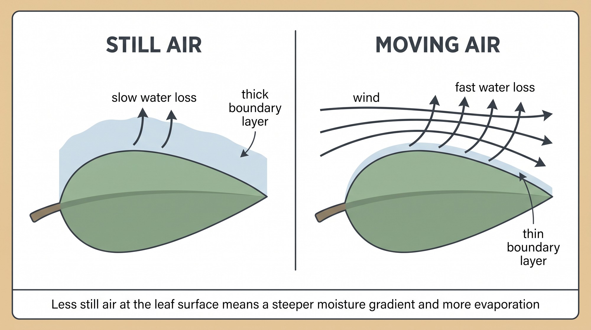 Diagram comparing a thick boundary layer of moist air around a leaf in still air with a thinned boundary layer in moving air