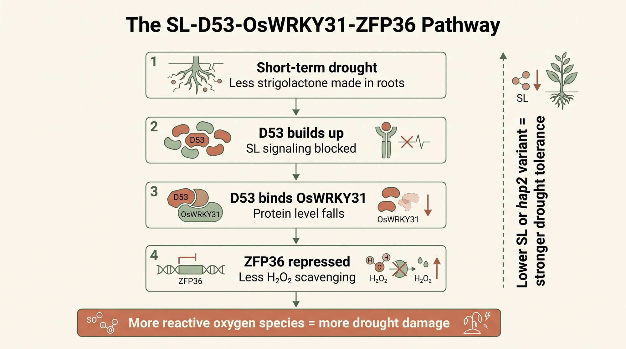 Diagram of the SL-D53-OsWRKY31-ZFP36 pathway showing how strigolactone suppresses drought defenses in rice